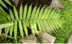 Photo Textures of Tropical Plants